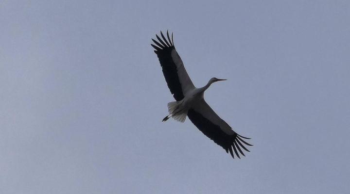 fot. Krzysztof Wałecki